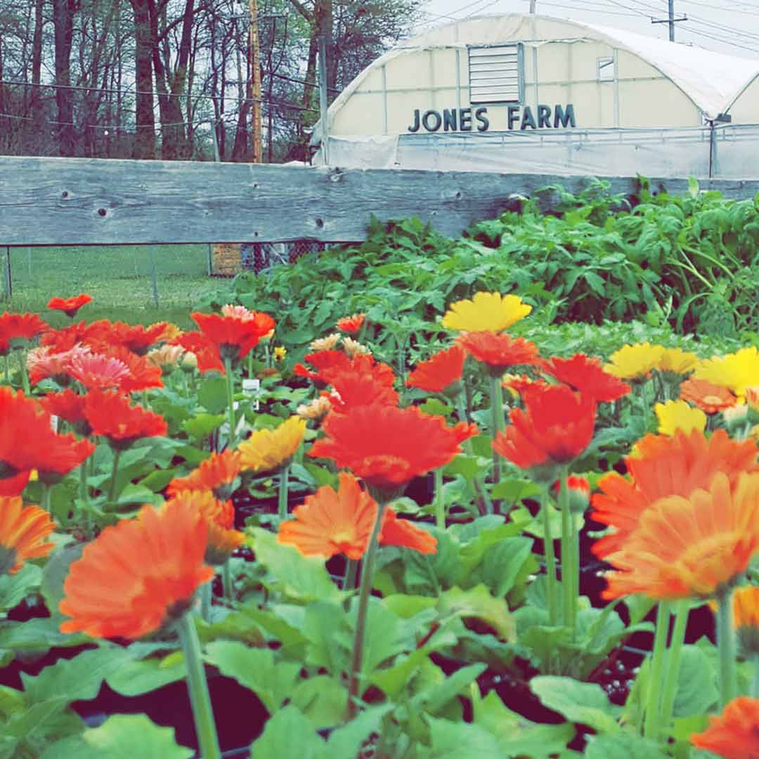 Jones-Farm-1